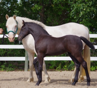 Canadian Connemara Pony Society