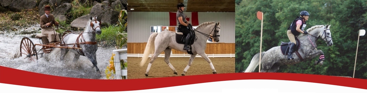 Canadian Connemara Pony Society